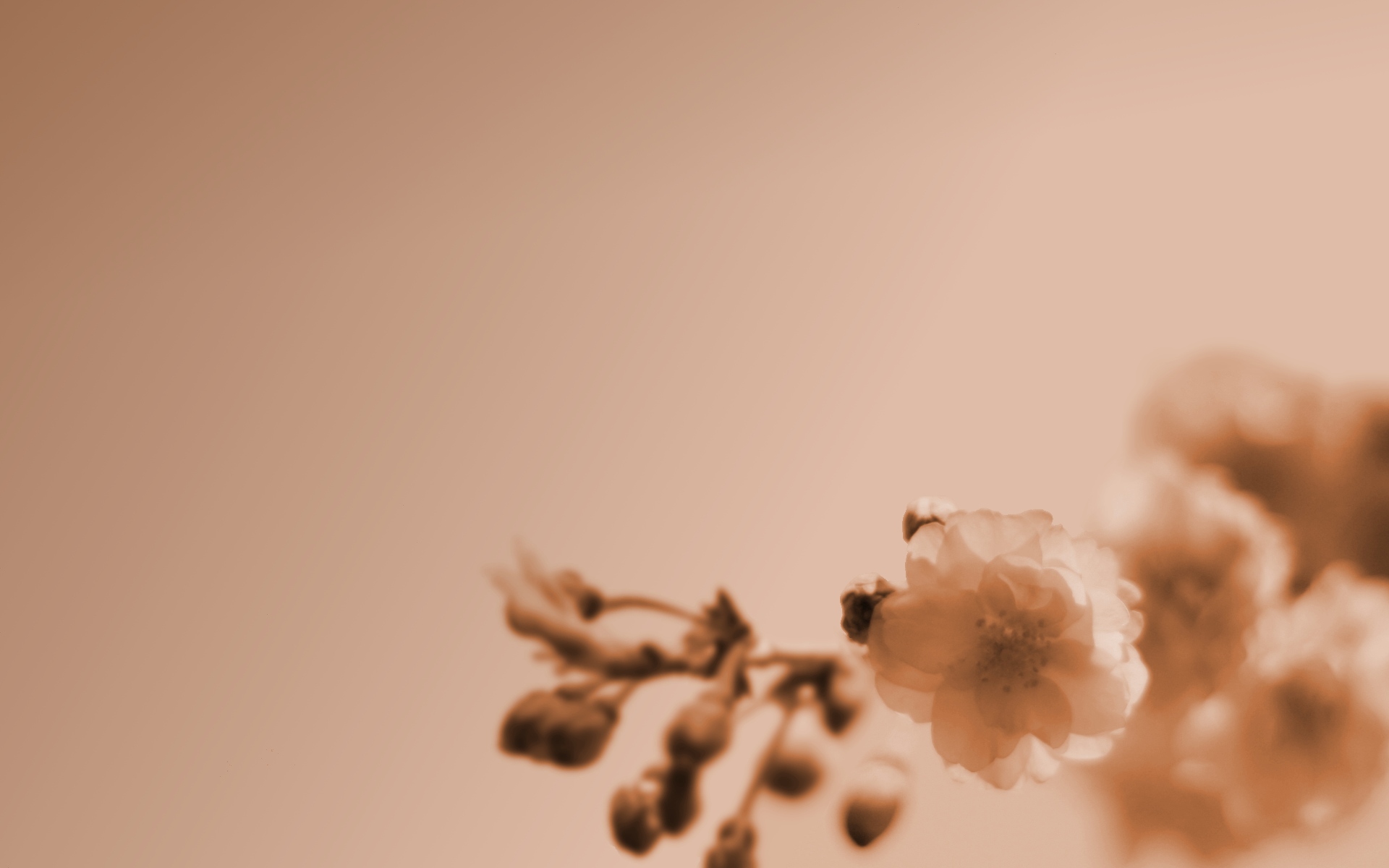 projects/vine-backgrounds/Vine/cherryblossom-sepia-1920x1200.jpg