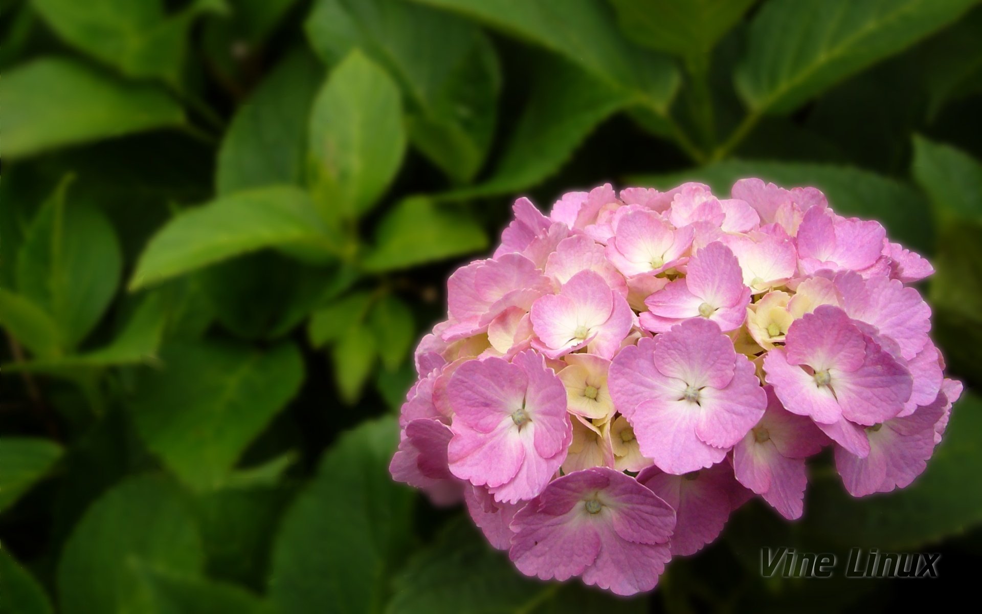 projects/vine-backgrounds/Vine/hydrangea-1920x1200.jpg